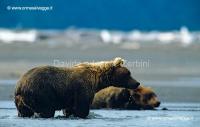 Grizzly 71-14-07